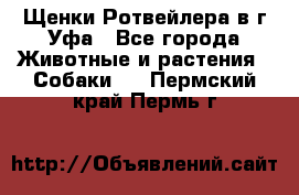 Щенки Ротвейлера в г.Уфа - Все города Животные и растения » Собаки   . Пермский край,Пермь г.